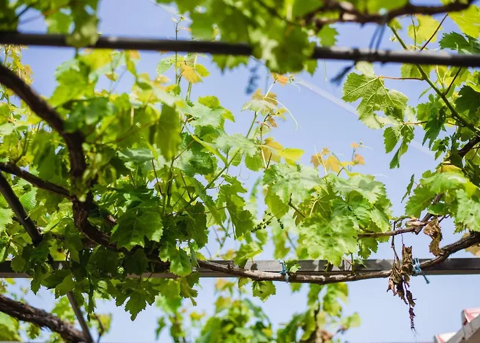 Panos Fisherman's * Zóla